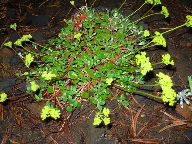 Summer '06 Sunriver 573 